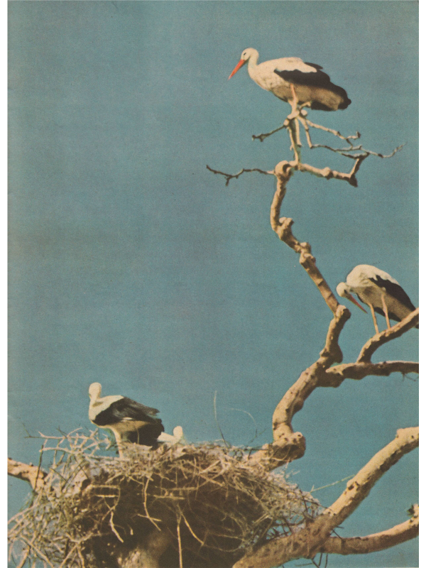 Signal magazine No 9 from 1943 Croatian language downloadable PDF